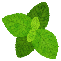 menthe menthe