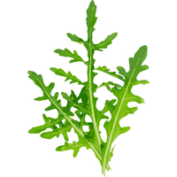 roquette roquette